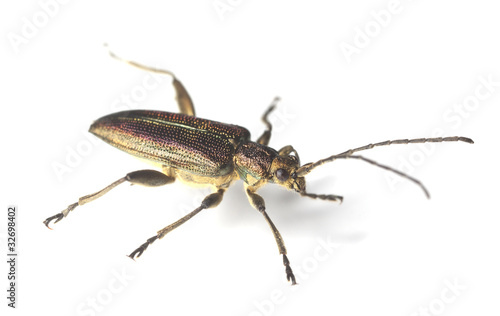 Reed beetle (Donacia aquatica) © Henrik Larsson