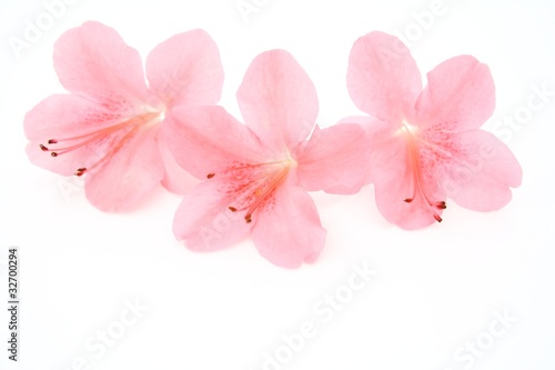サツキの花 © kyonnta