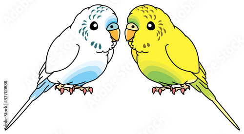 セキセイインコ