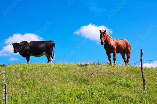 horse and cow