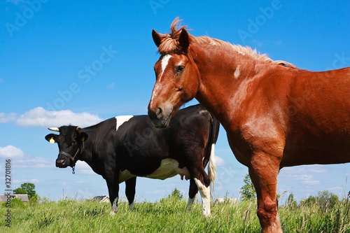 horse and cow