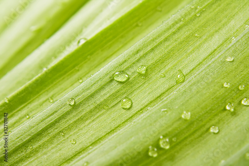 Green leaf with drops