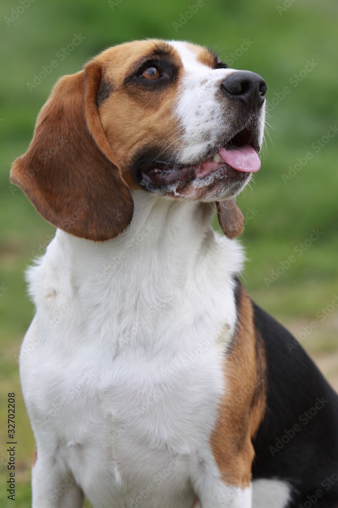 Beagle