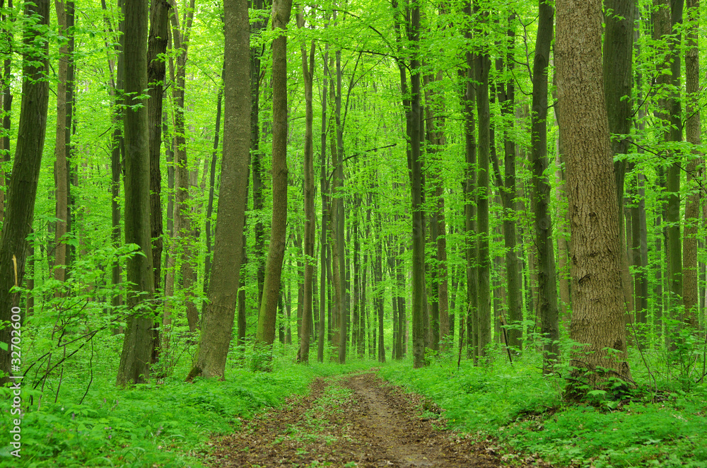 forest forest