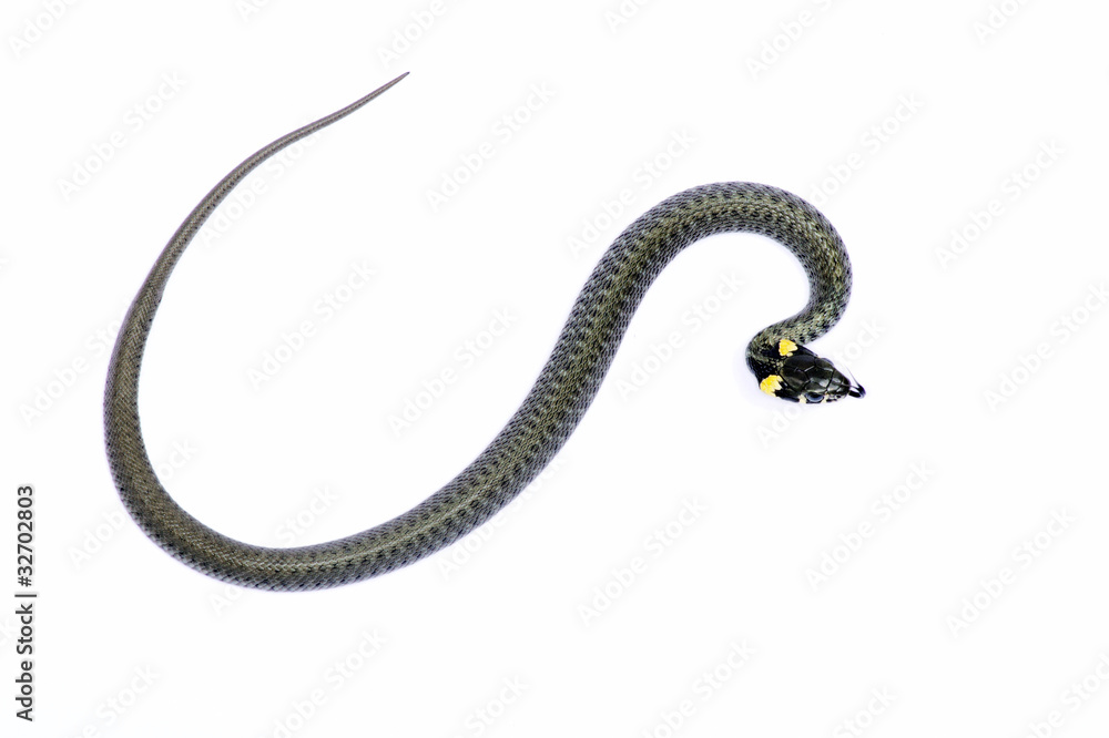 Fototapeta premium snake