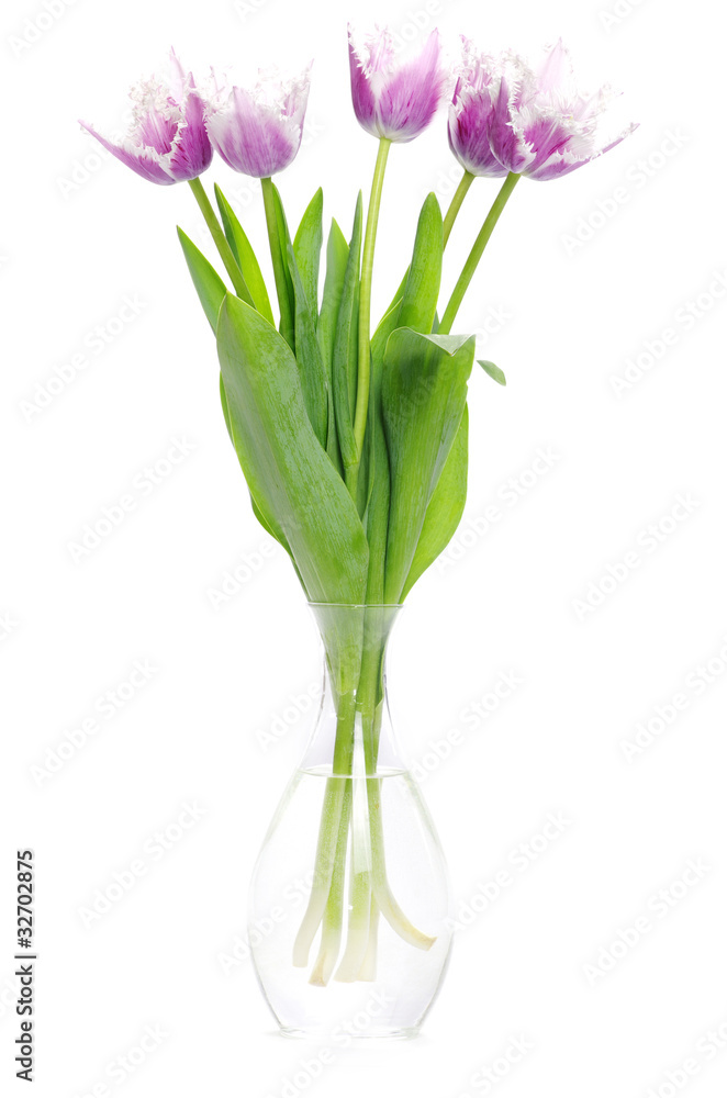 Fototapeta premium tulips