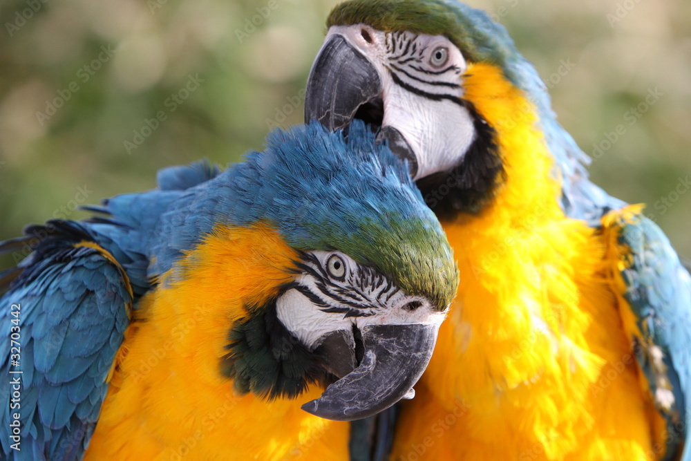 Obraz premium Gelbbrustaras