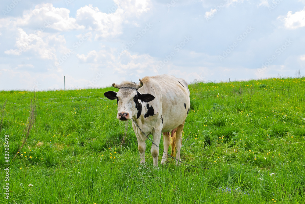 A cow on the pasture
