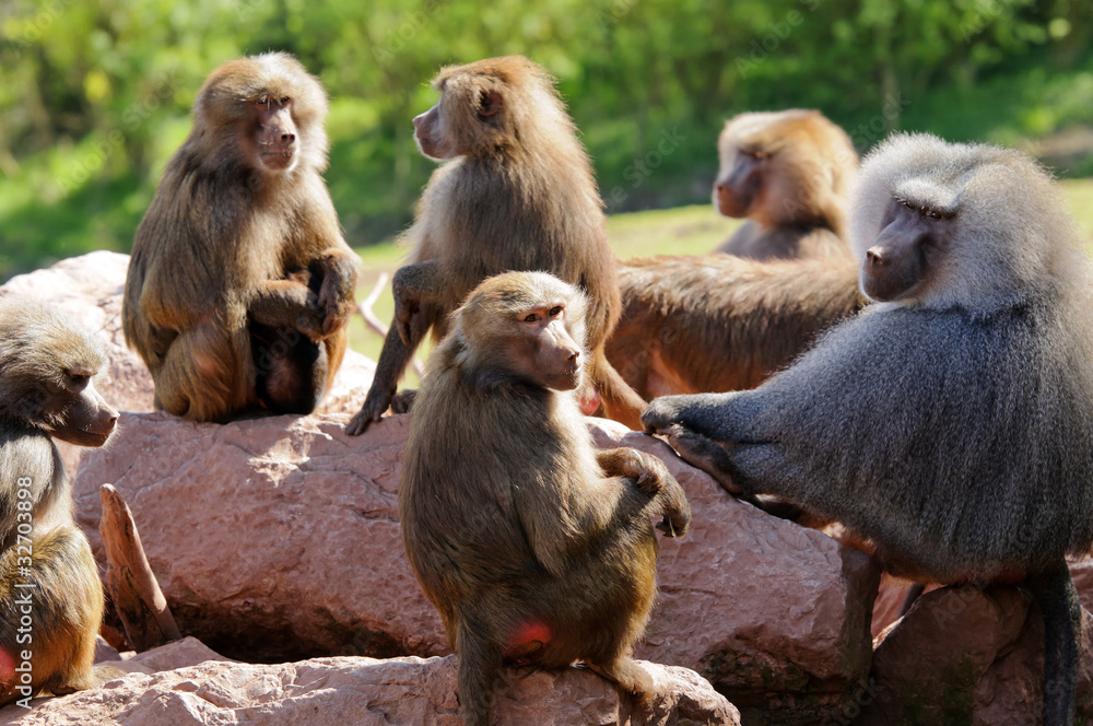 Obraz premium Hamadryas Baboon Troop