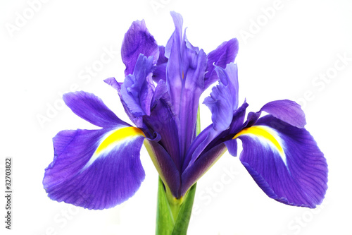 purple iris