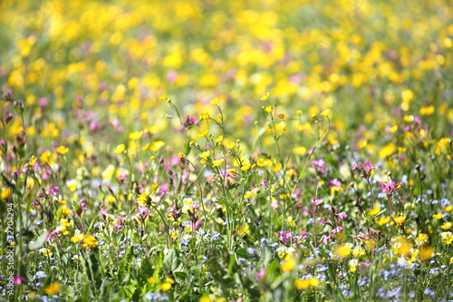 fiori di campo