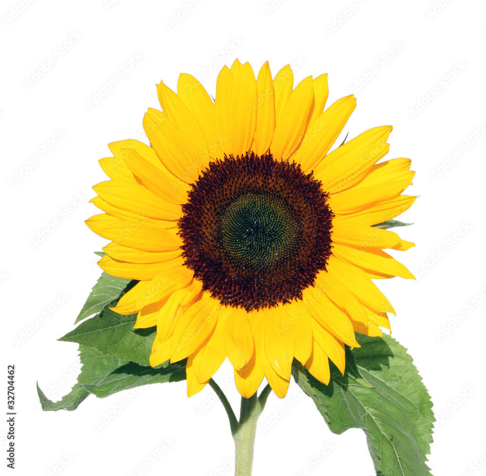 Obraz premium Sunflower.