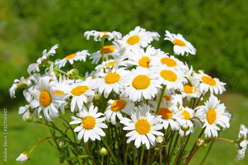 Fototapeta premium Margeriten