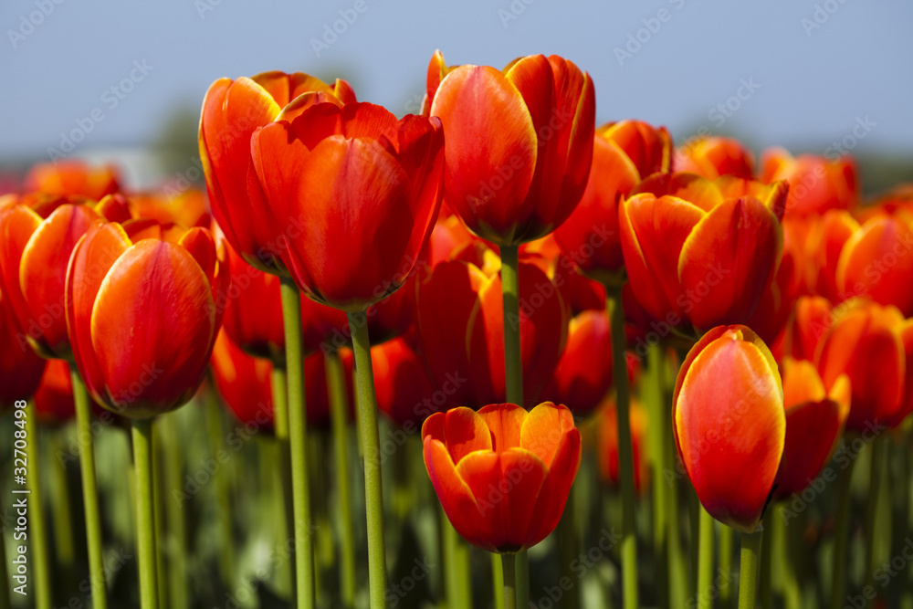 Fototapeta premium Spring in garden