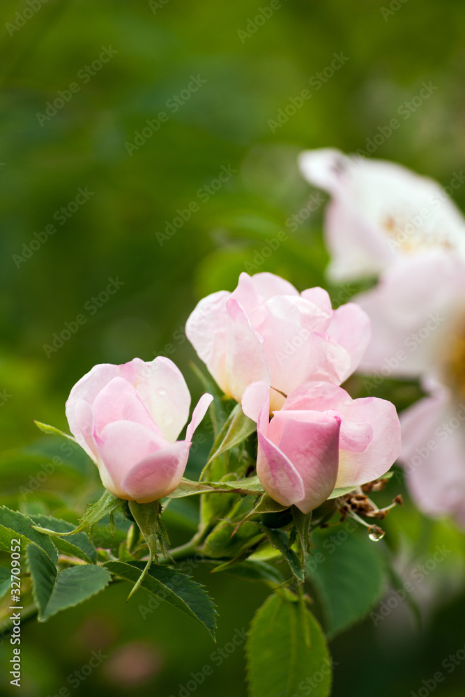 three young rose three young rose
