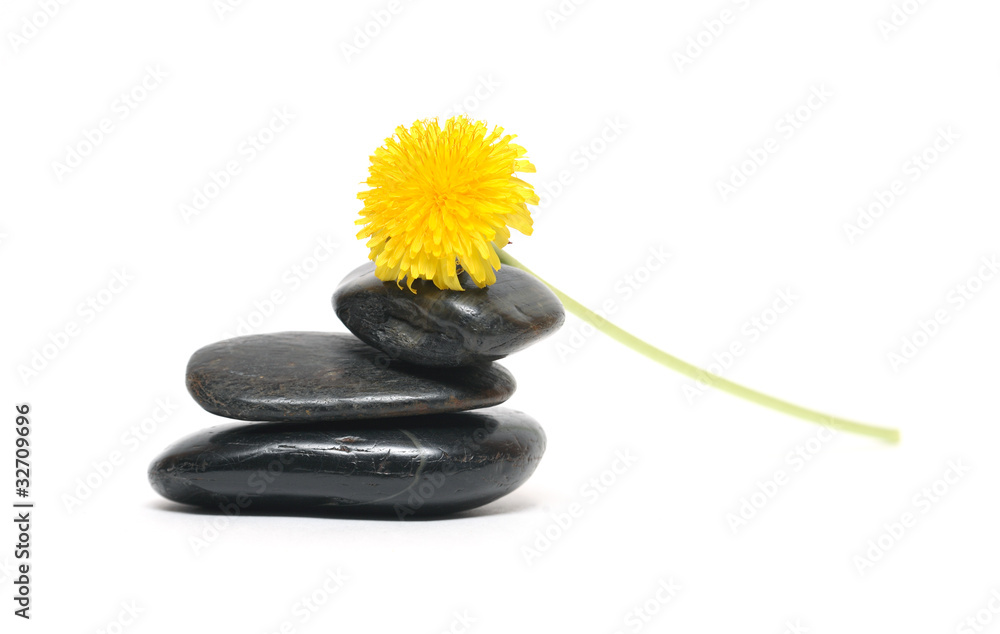 Dandelion On Stones Dandelion On Stones
