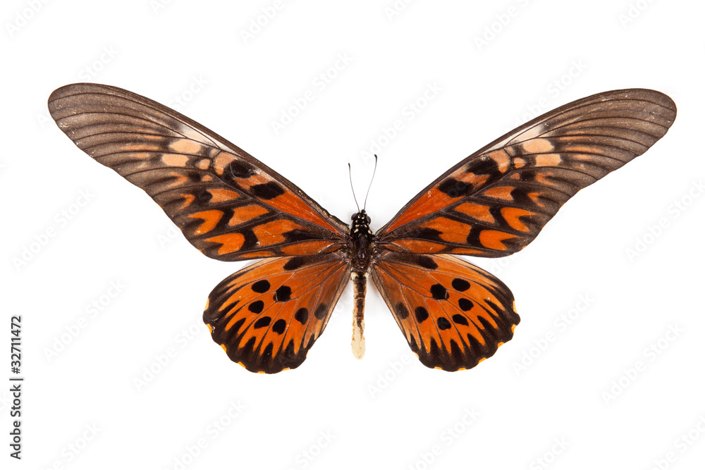 Obraz premium Black and red butterfly Papilio antimacusn