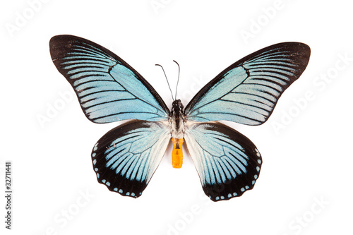 Black and blue butterfly Papilio zalmoxis