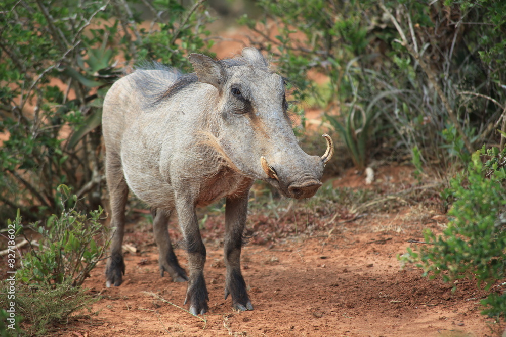 Warzenschwein Warzenschwein