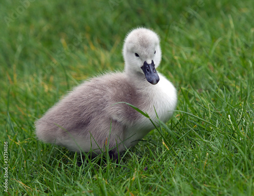 Cygnet