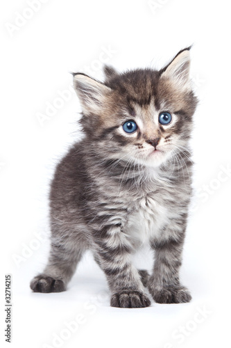 Little kitten in pink background