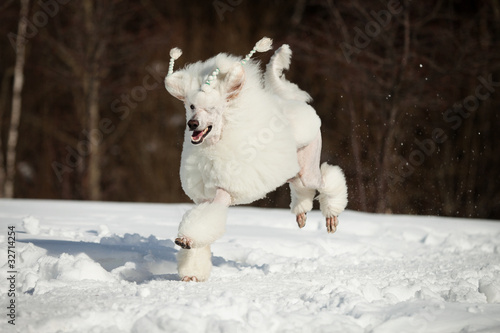 White poodle in outdore settings