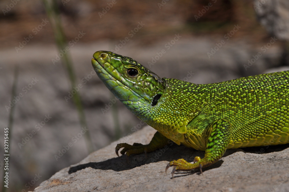 Fototapeta premium Smaragdeidechse, Lacerta bilineata
