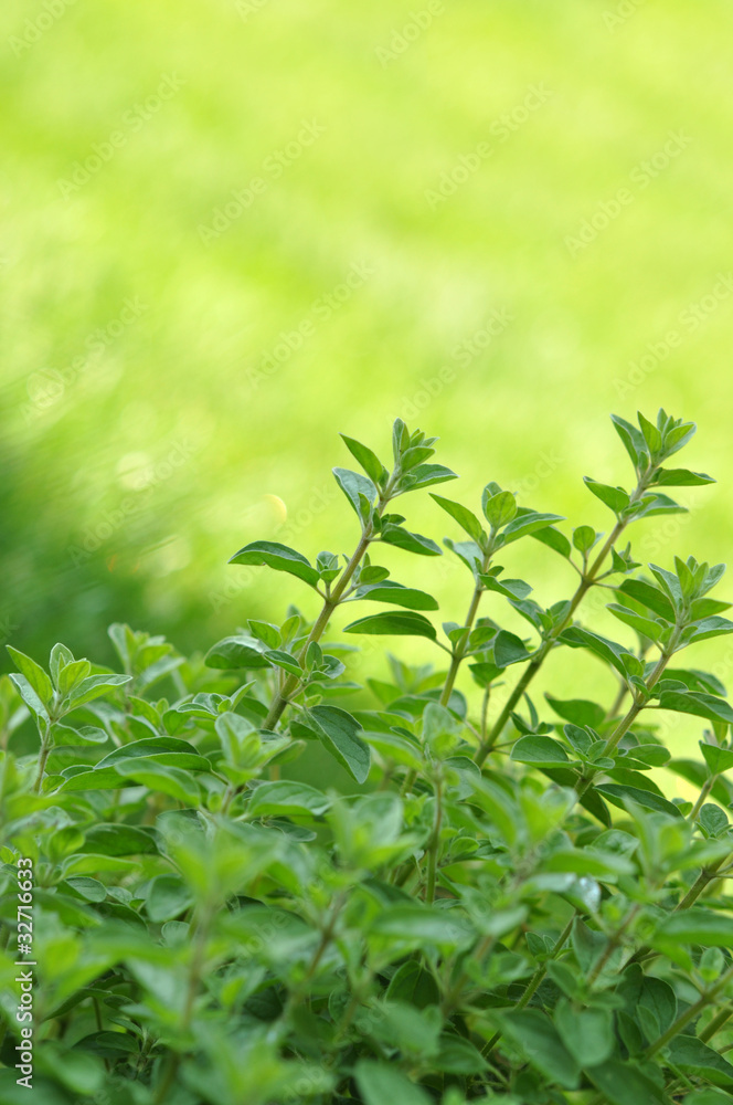 Fresh Oregano Fresh Oregano