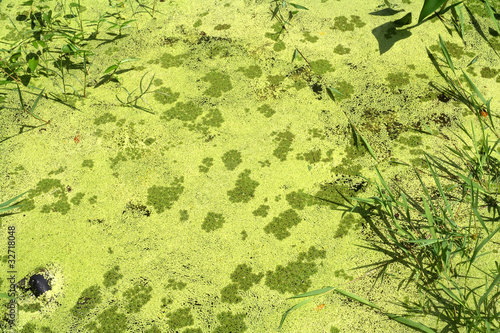 Obraz na plátně Wild algae