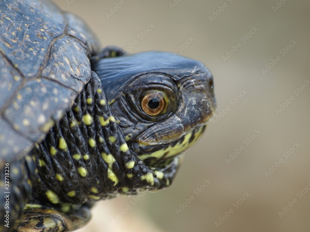 European Pond Terrapin (Emis orbicularis) European Pond Terrapin (Emis orbicularis)