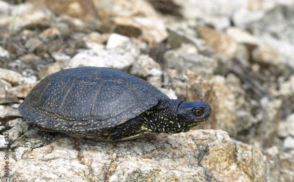 European Pond Terrapin, Emis orbicularis European Pond Terrapin, Emis orbicularis