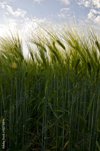 Wheat field