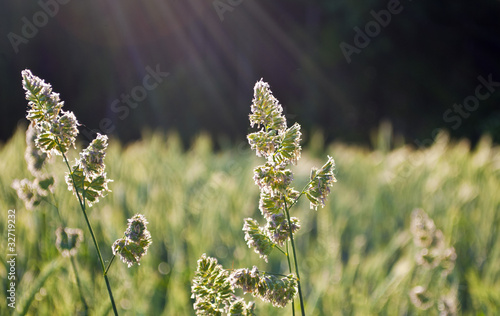 Knäuelgras photo