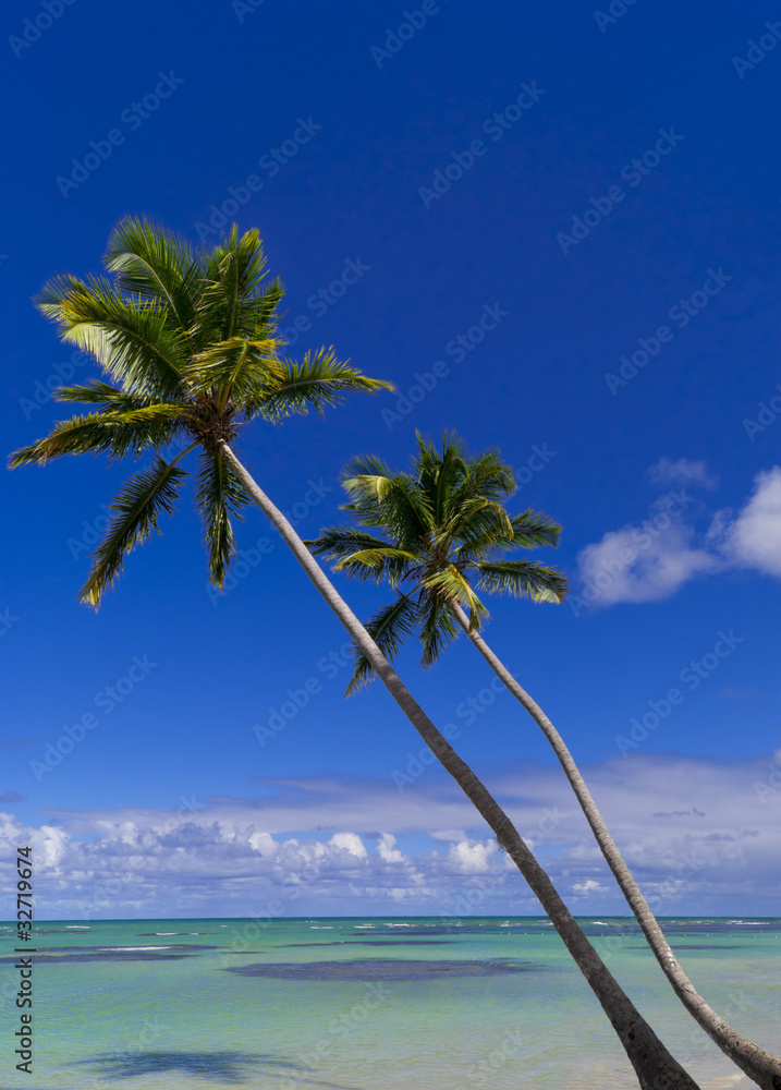 The couple of palms tree on caribbean beach