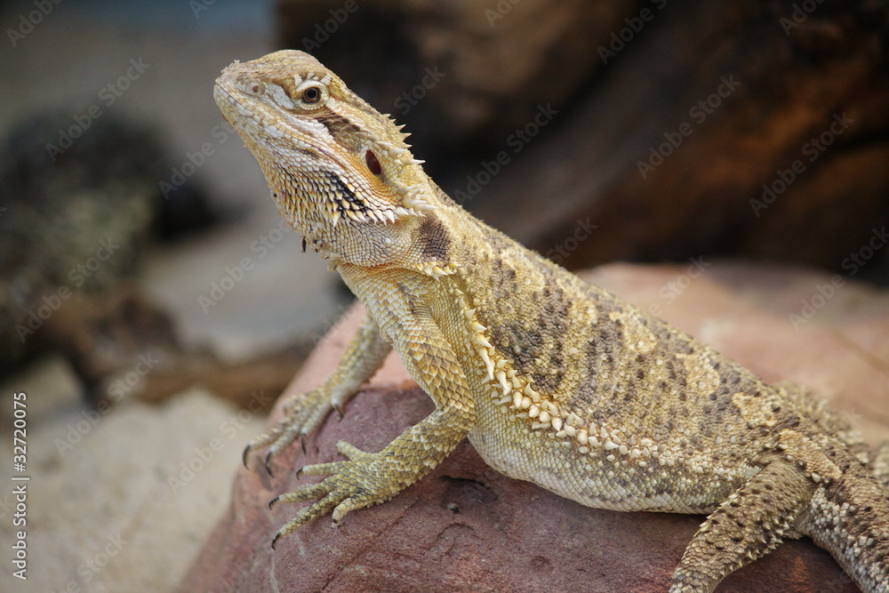 Leguan Leguan
