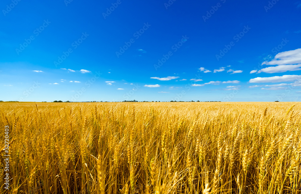 Fototapeta premium Wheat plant meadow under a blue sky