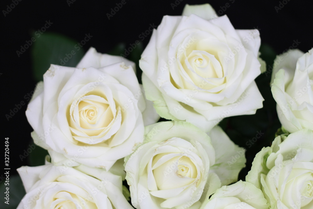 Fototapeta premium Roses blanches