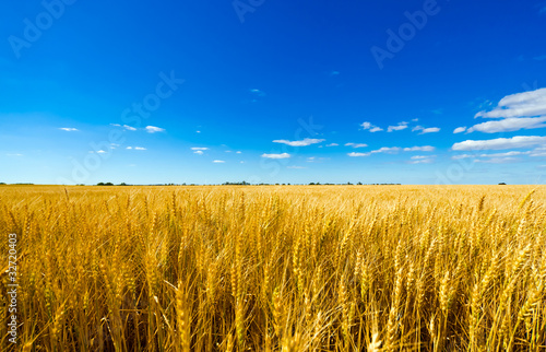 Wheat plant meadow under a blue sky