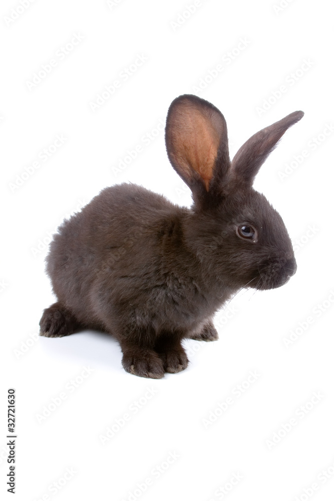 Rabbit isolated on a white background Rabbit isolated on a white background