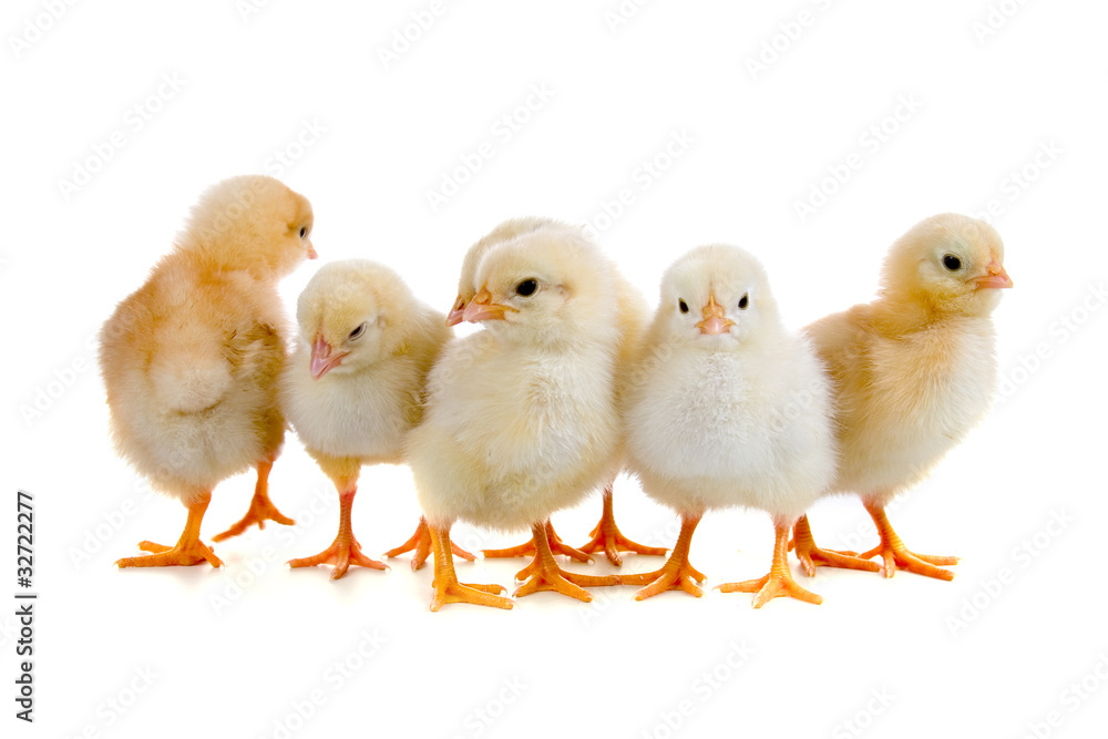 Chickens Chickens