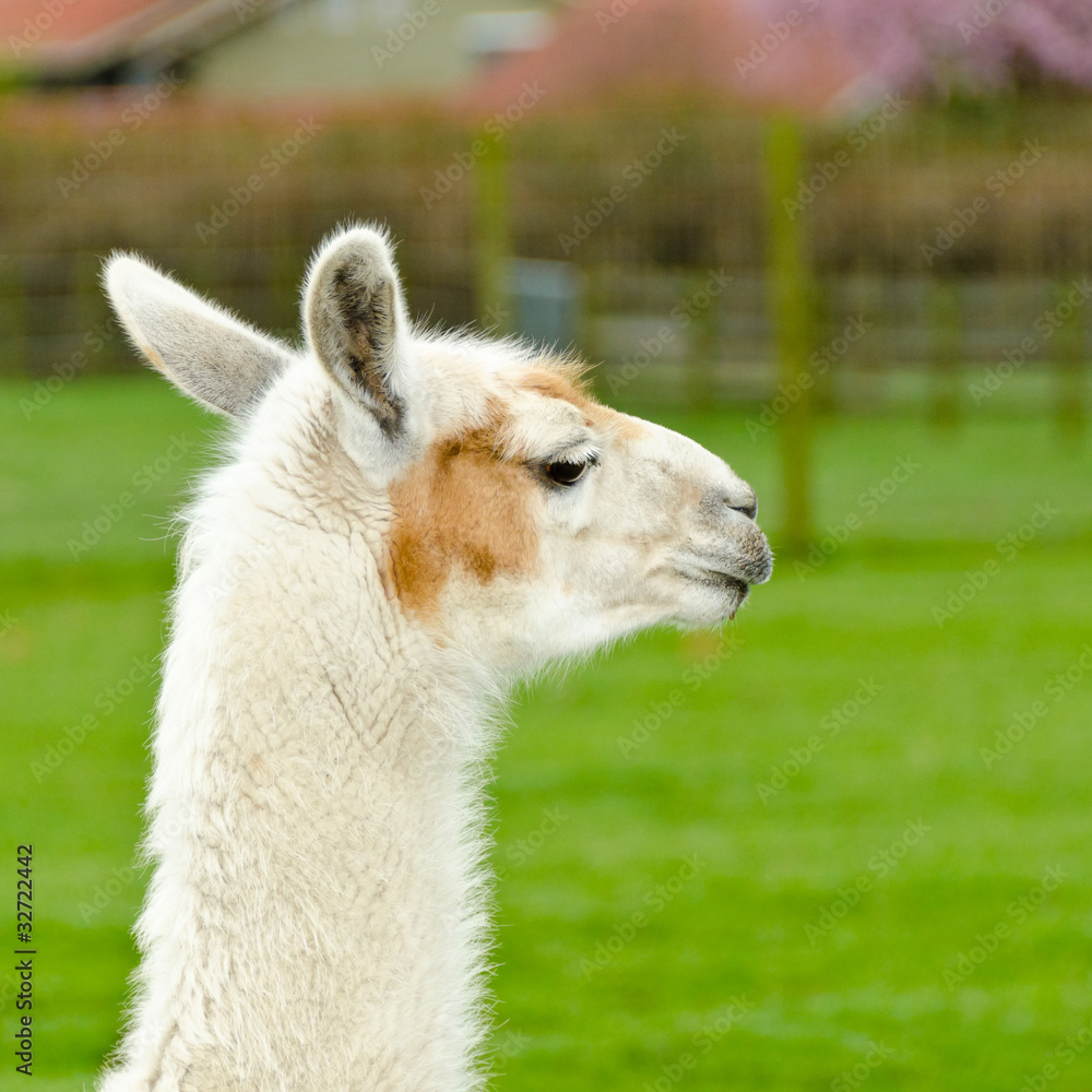 Portrait of a lama on farm.