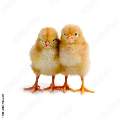 Wallpaper Mural Chickens Torontodigital.ca