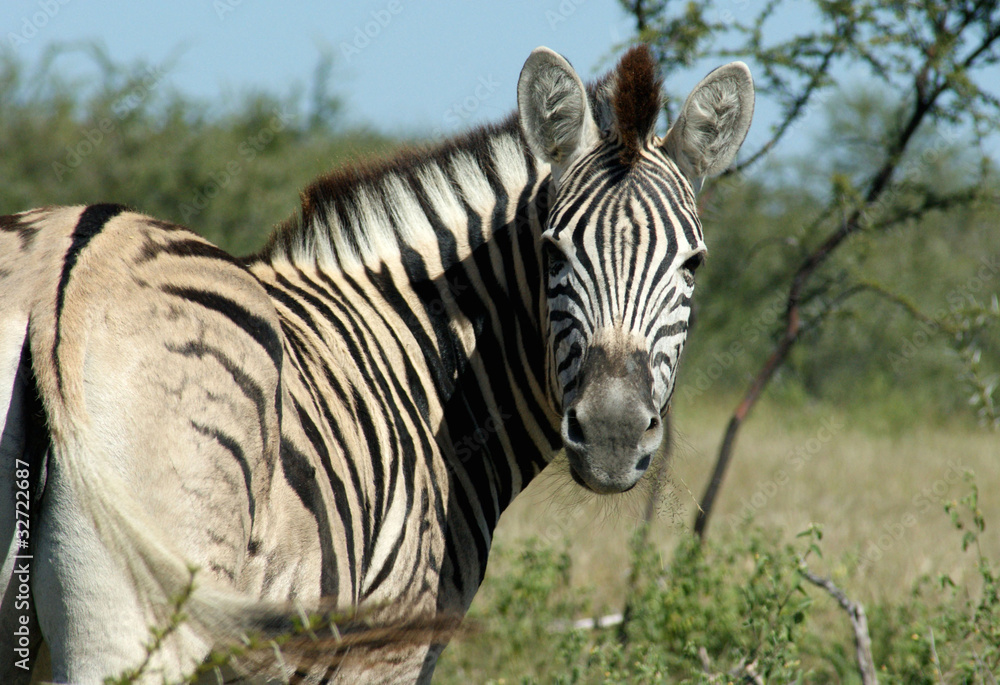 Naklejka premium zebre d'Etosha 5