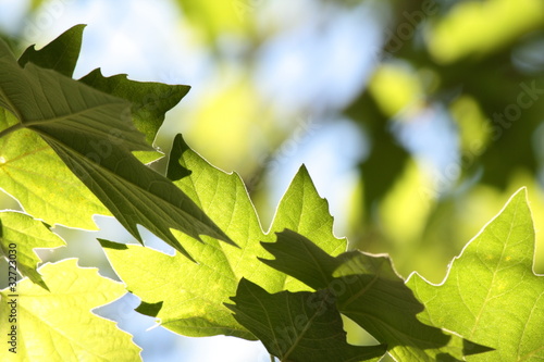 Sycamore in the rays of spring sun.
