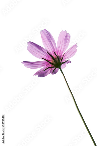 Pink Cosmos Flowers