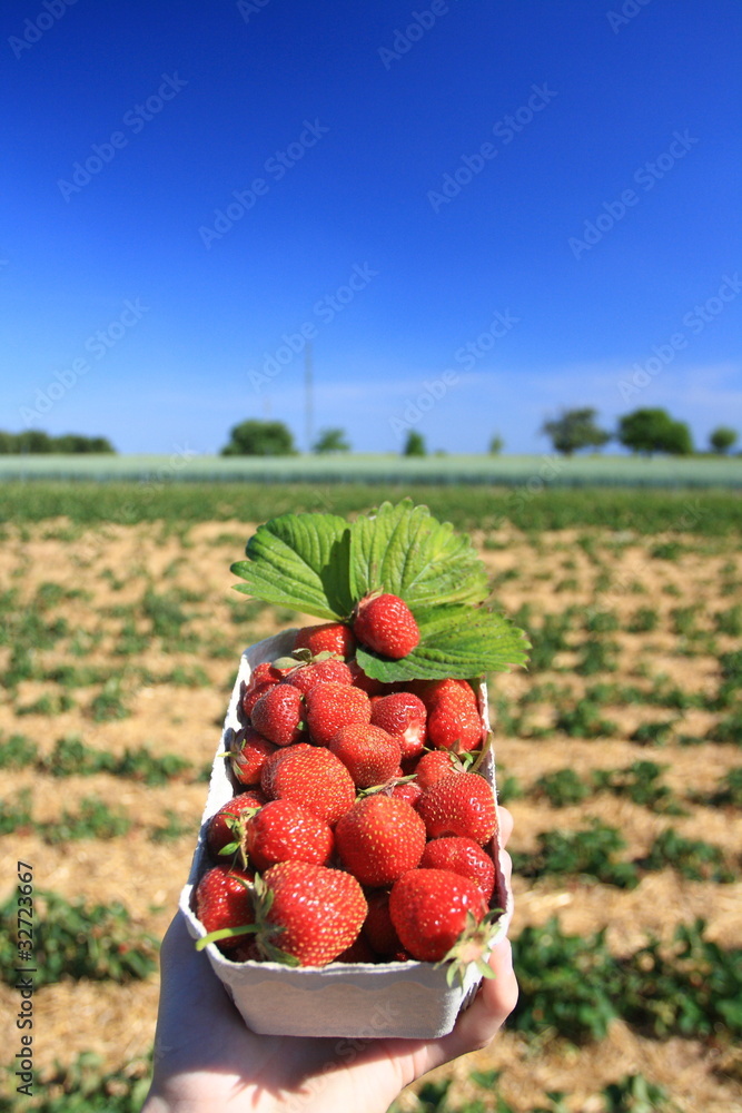 Schale mit Erdbeeren Schale mit Erdbeeren