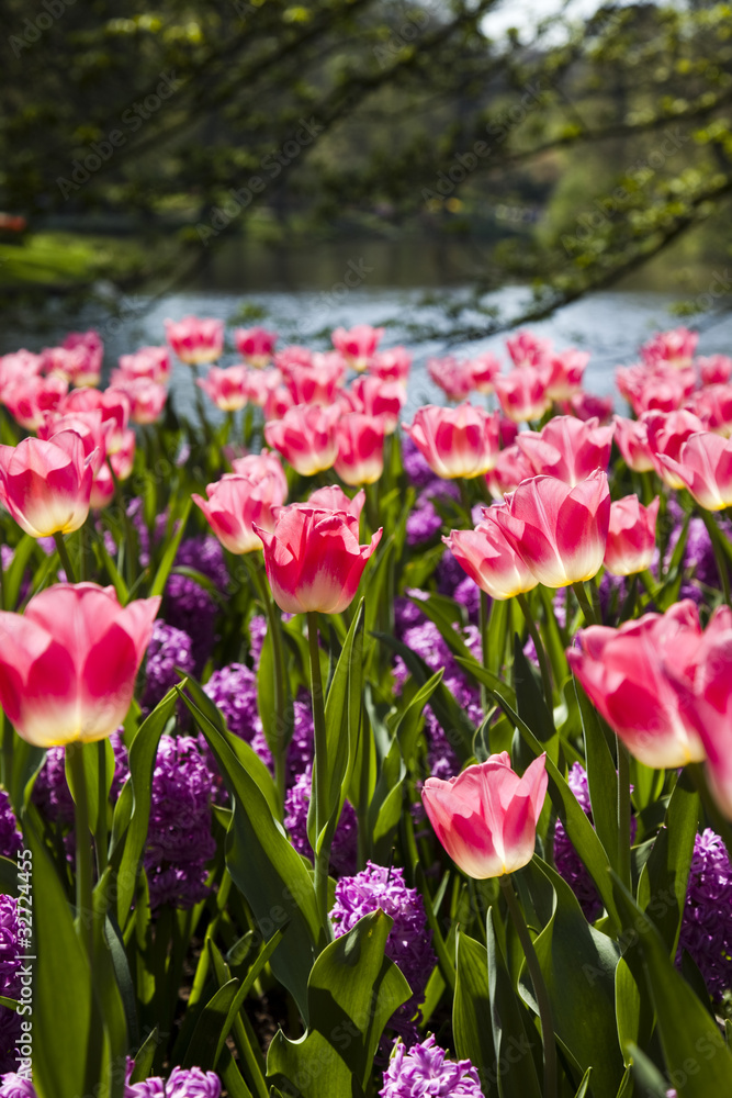 Obraz premium Tulips