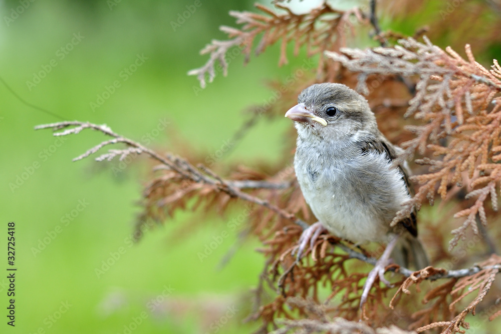 Obraz premium The lonely sparrow