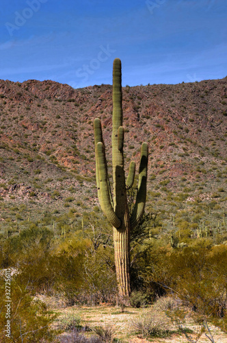 Cereus giganteus Saguaro cactus © Paul Moore