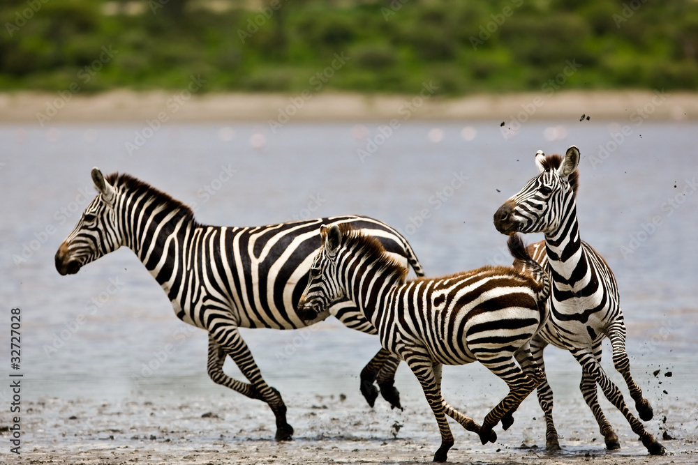 Zebras in the Serengeti National Park, Tanzania Zebras in the Serengeti National Park, Tanzania